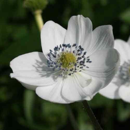 Anemone leveillei- Leveja anemone